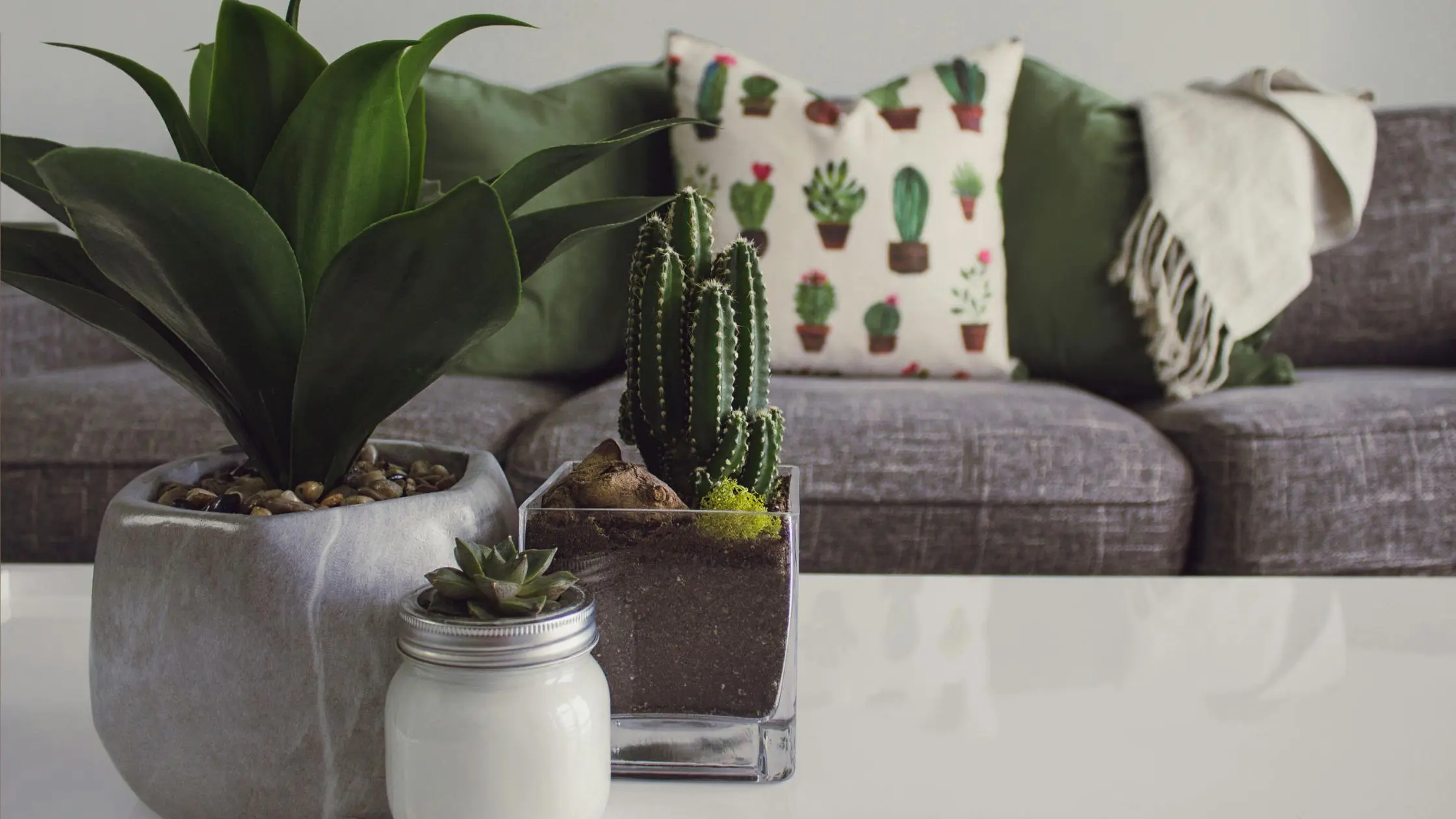 Drawing room with indoor plants