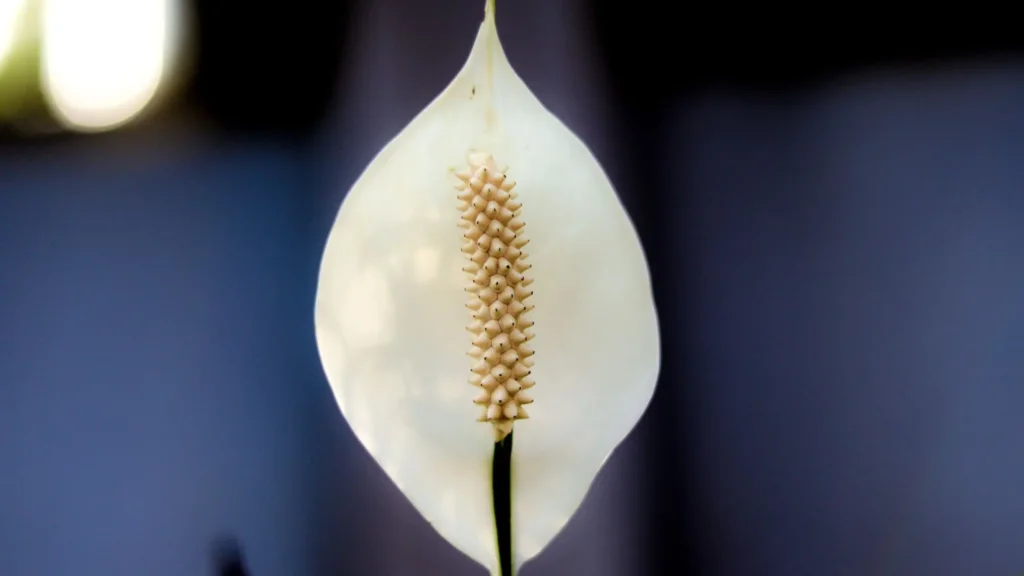peace lily - best plants to buy online in India