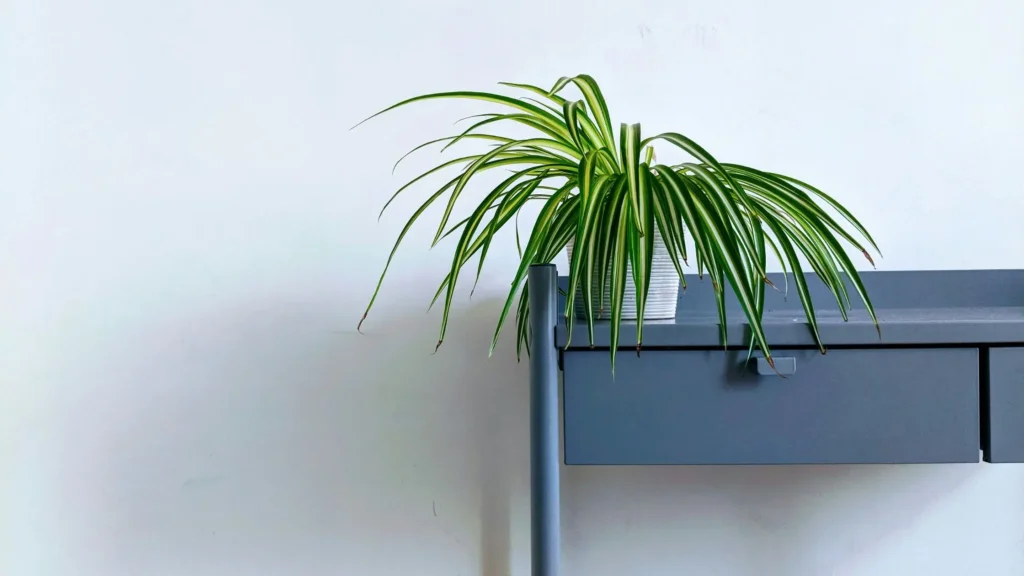 spider plant in the table