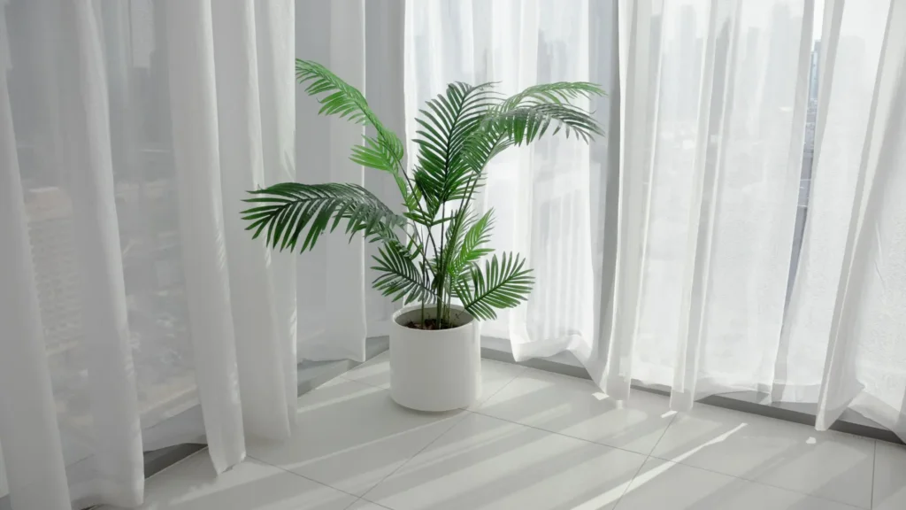 Areca Palm