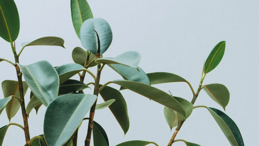 Rubber plant as home decor