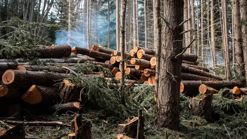 Deforestation-  causes of climate change in India