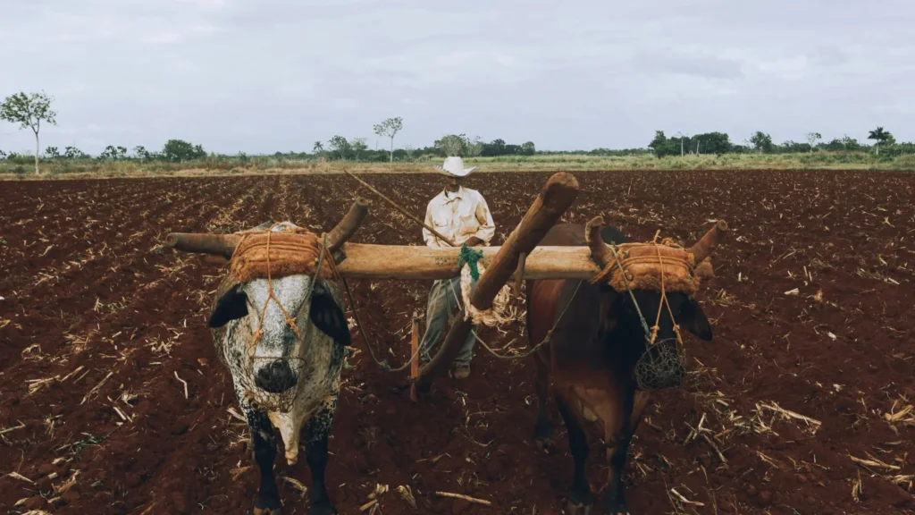 Agriculture and Animal Husbandry-  causes of climate change in India